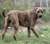 Hans the Happy Plott Hound