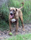 Hans the Happy Plott Hound