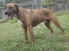 Hans the Happy Plott Hound