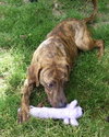Hans the Happy Plott Hound