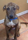 Hans the Happy Plott Hound