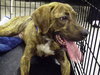 Hans the Happy Plott Hound
