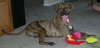 Hans the Happy Plott Hound