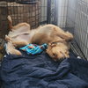 Benji
