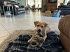 Jed