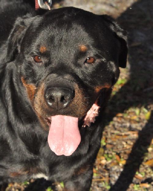 Noah the Rottie