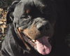 Noah the Rottie
