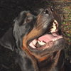 Noah the Rottie
