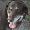 Jerry Garcia the Chocolate Lab