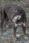 Jerry Garcia the Chocolate Lab