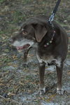 Jerry Garcia the Chocolate Lab