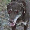 Jerry Garcia the Chocolate Lab