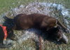 Jerry Garcia the Chocolate Lab