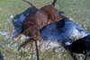 Jerry Garcia the Chocolate Lab