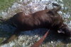 Jerry Garcia the Chocolate Lab