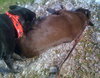 Jerry Garcia the Chocolate Lab