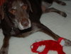 Jerry Garcia the Chocolate Lab