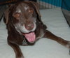 Jerry Garcia the Chocolate Lab