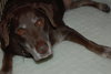 Jerry Garcia the Chocolate Lab