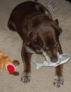 Jerry Garcia the Chocolate Lab