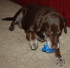 Jerry Garcia the Chocolate Lab