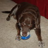 Jerry Garcia the Chocolate Lab