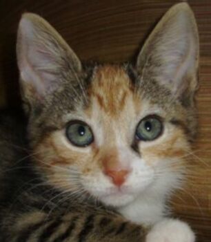Samantha