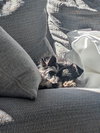 Hildy