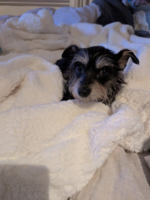 Hildy