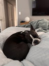 Lola