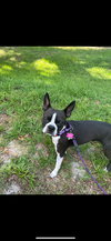 Lola
