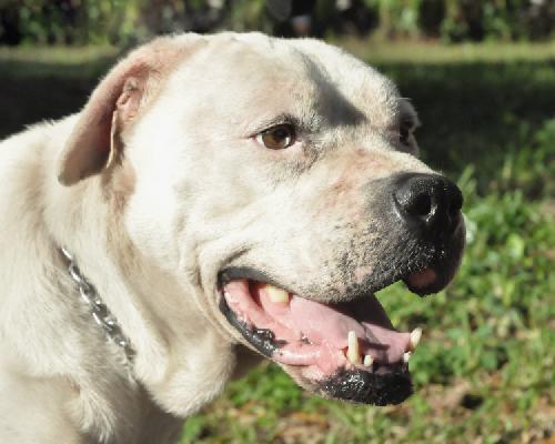 Casper the American Bulldog
