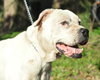 Casper the American Bulldog