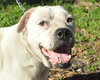 Casper the American Bulldog