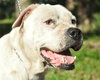 Casper the American Bulldog