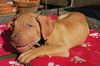 Bradley the Shar Pei Puppy