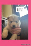 Reese FH