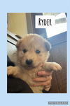 Ryder FH