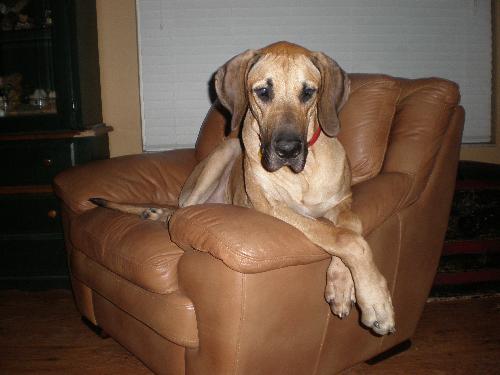 Tibi the Great Dane