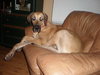Tibi the Great Dane