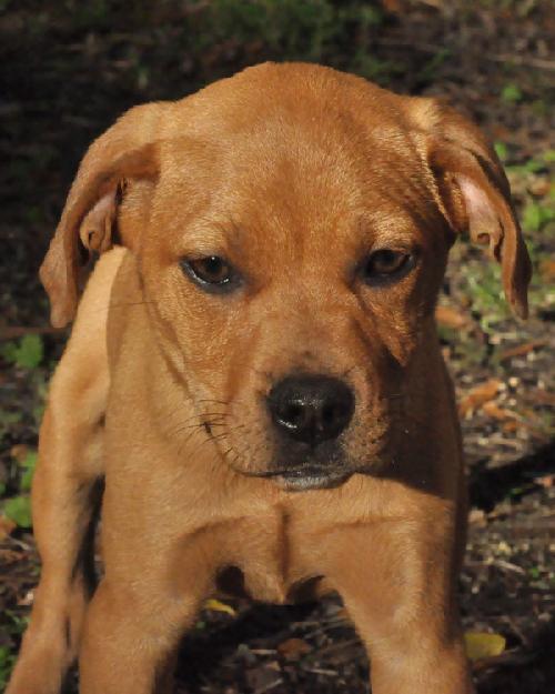 Athens the Boxer Puppy