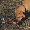 Athens the Boxer Puppy