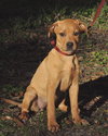 Athens the Boxer Puppy