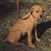 Athens the Boxer Puppy