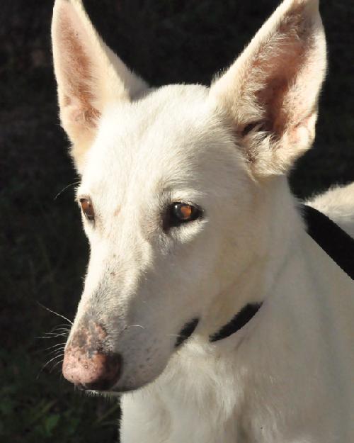 Ariel the White GSD