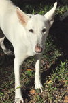 Ariel the White GSD