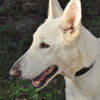 Ariel the White GSD
