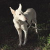 Ariel the White GSD