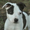 Pluto the American Bulldog Puppy