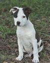 Pluto the American Bulldog Puppy